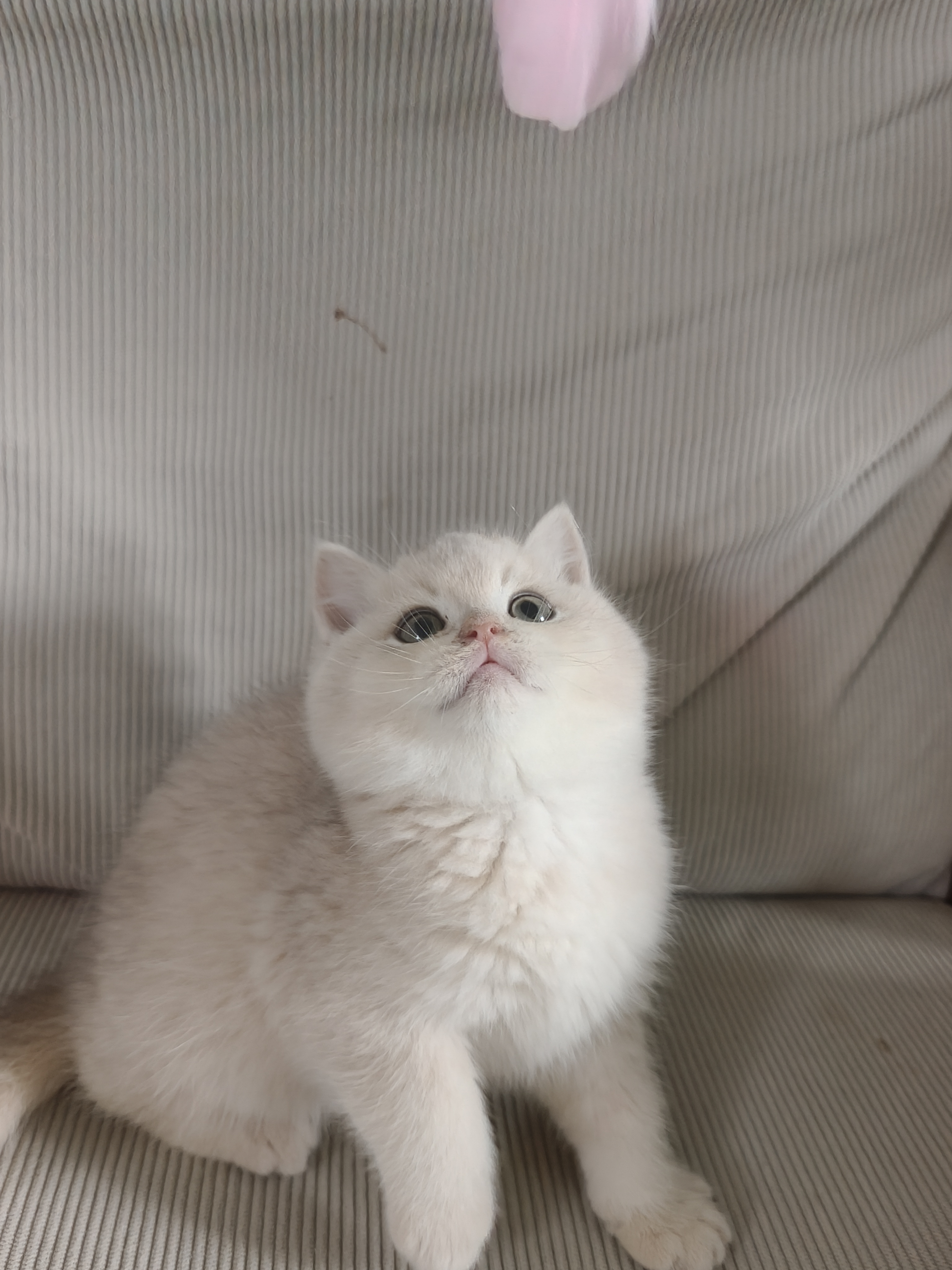 焦糖色蓝金弟弟找家，特价1688出